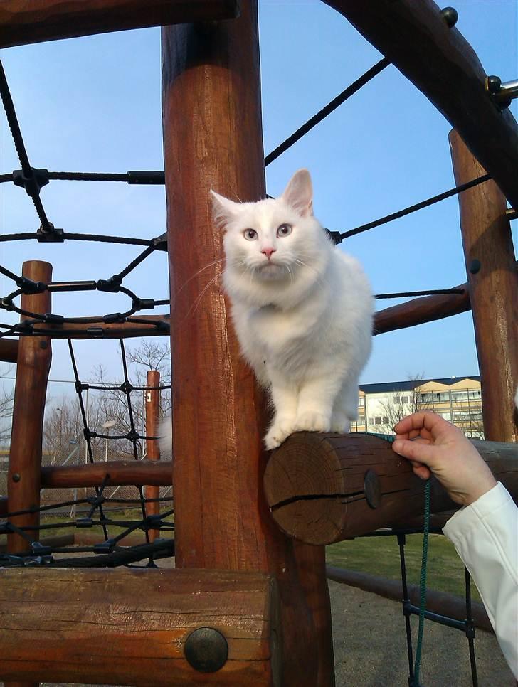 Norsk Skovkat Lilje - Smuk ud over horisonten ??? Bare syndt at der er en bakke i vejen :-( billede 11