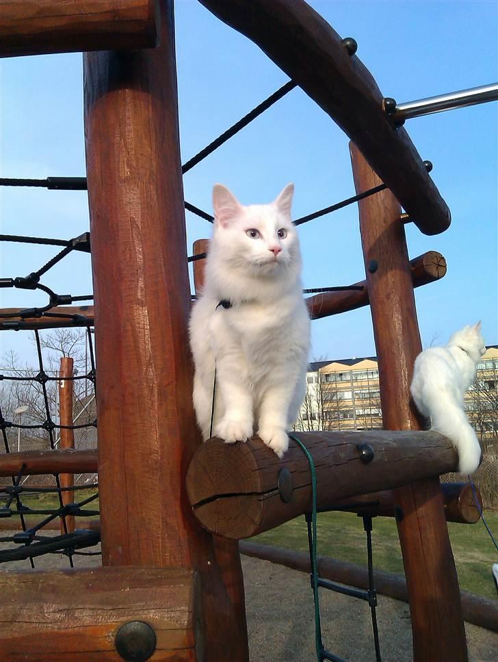 Norsk Skovkat Lilje - Hov hvad er der der henne ???? billede 12