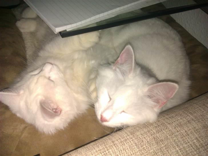 Norsk Skovkat Lilje - Vores bysse hjørne.... uvedkommene ingen adgang... Tehe... Jeg ligger til venstre :-) billede 13