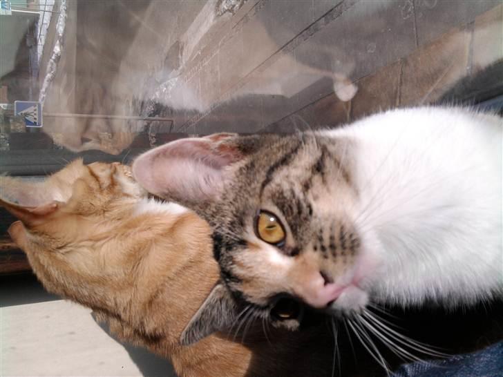 Huskat Piv  - hallo!!!! sider altså lige med min onkel mikkel her billede 1