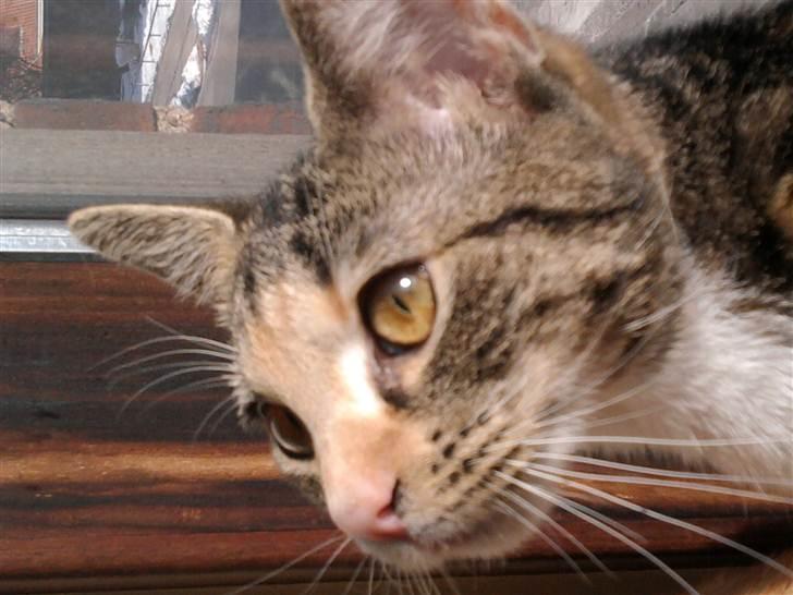 Huskat Piv  - hvis jeg ikke er sød... HVEM ER SÅ !!! billede 2