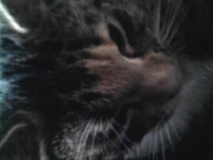 Huskat Piv  - ihhh jeg sov altså billede 3