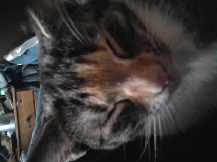 Huskat Piv  - ´´hvis jeg nu ser grim ud går hun nok :P billede 4