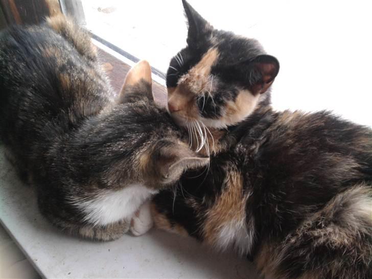 Huskat Piv  - hygge med min mor billede 5