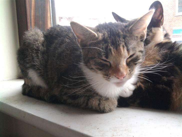 Huskat Piv  - SMUKKE billede 6