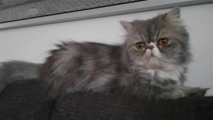 Perser SnowFlake aka. Snowi billede 15