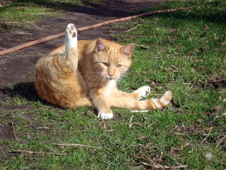 Blanding af racer Mikkie *RIP* billede 1