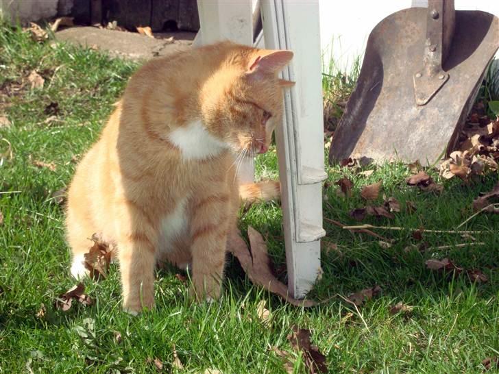 Blanding af racer Mikkie *RIP* billede 2