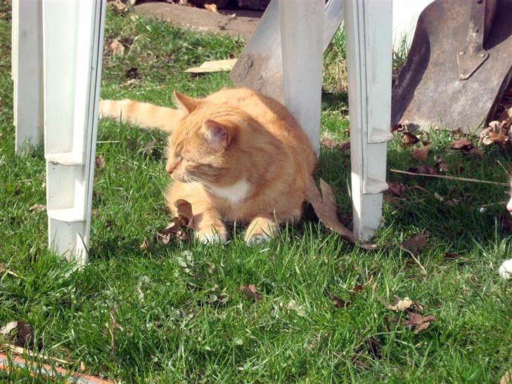 Blanding af racer Mikkie *RIP* billede 3