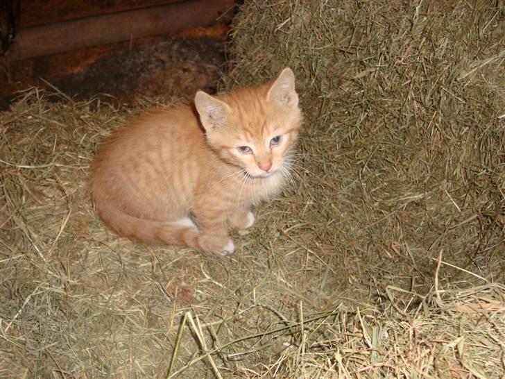 Blanding af racer Mikkie *RIP* billede 4