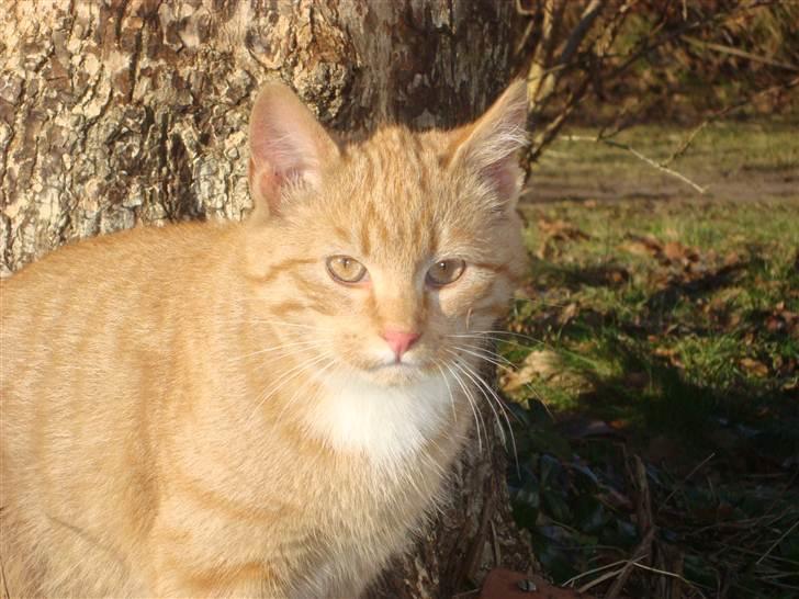 Blanding af racer Mikkie *RIP* billede 5