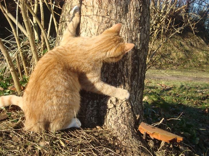 Blanding af racer Mikkie *RIP* billede 6