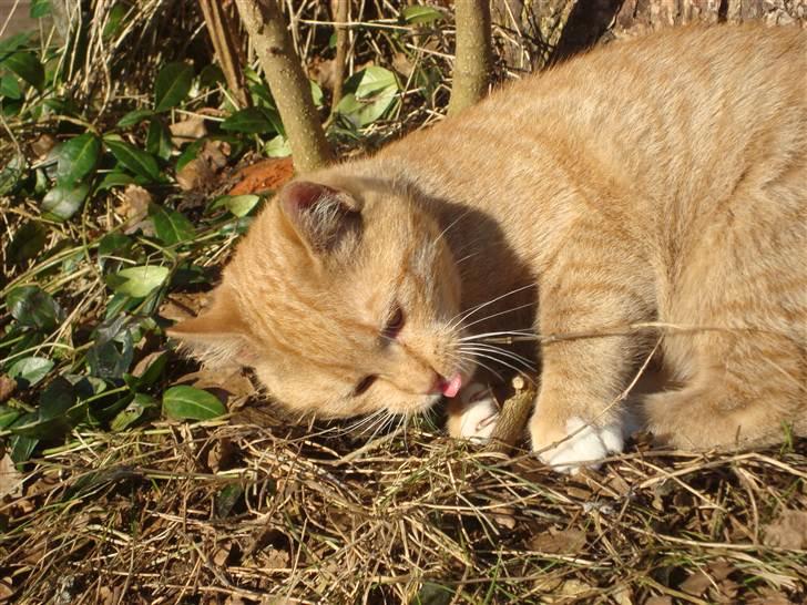 Blanding af racer Mikkie *RIP* billede 7