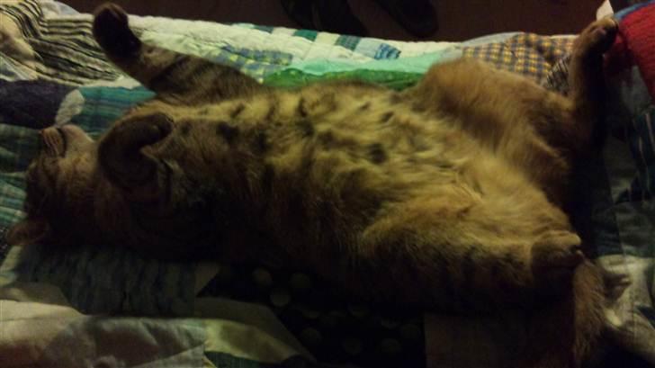 Blanding af racer Fritz "Supermissen! (:" - Det er da også bare rigtig rat at ligge på ryggen (: billede 8