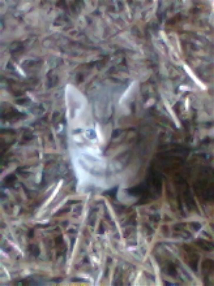 Blanding af racer Fritz "Supermissen! (:" - Fritz som killing (: billede 9