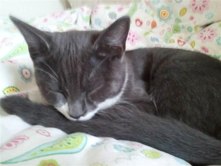 Huskat Tumle - lige en lur, efter at være ude og lege ;D billede 2