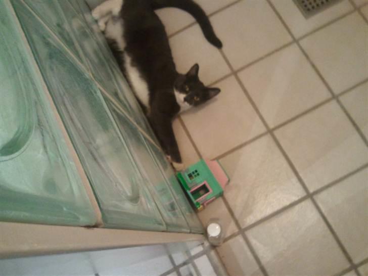 Huskat Tumle - Min lille bade-numfe- af en kat ;D billede 3