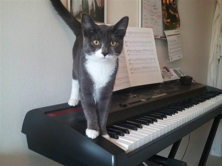Huskat Tumle - hun spiller også klaver..hihi´ billede 1