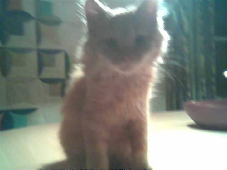 Blanding af racer Samson død *R.I.P* :´( - Et af mine Y-billeder det er måske ikke god kvalitet, men det er mega sødt (: billede 3