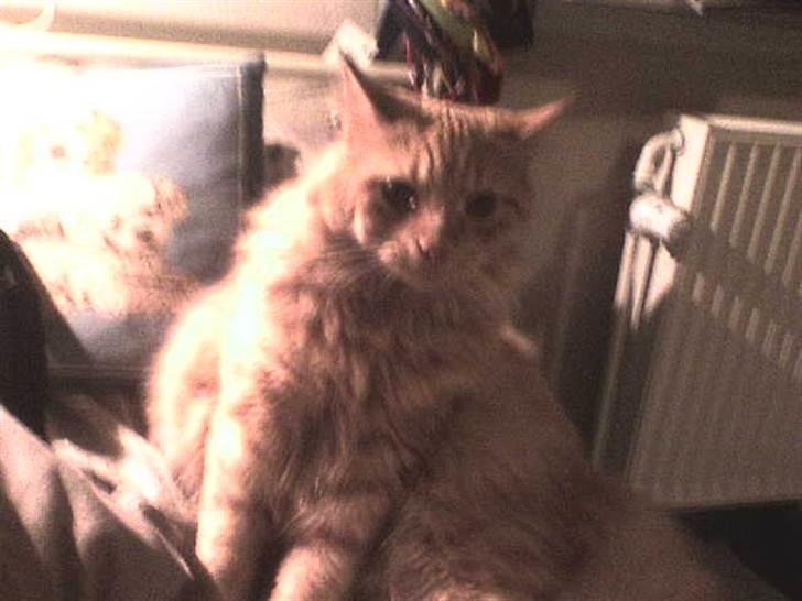 Blanding af racer Samson død *R.I.P* :´( - En uge før han døde :´( billede 4