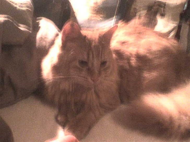 Blanding af racer Samson død *R.I.P* :´( - Søde misser (: billede 5