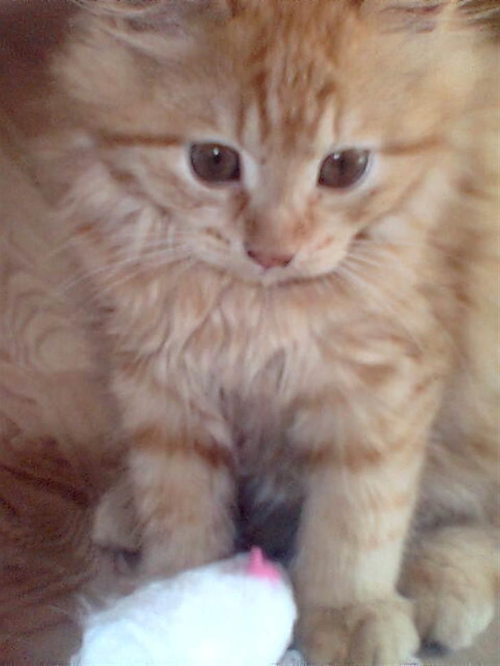 Blanding af racer Samson død *R.I.P* :´( - Den dag vi fik ham (: billede 6