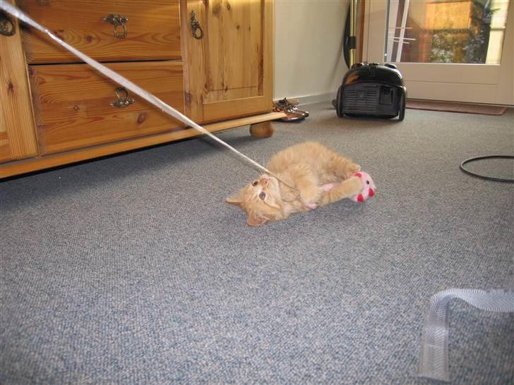 Blanding af racer Samson død *R.I.P* :´( - Den dag vi fik ham han var meget legesyg (: billede 8