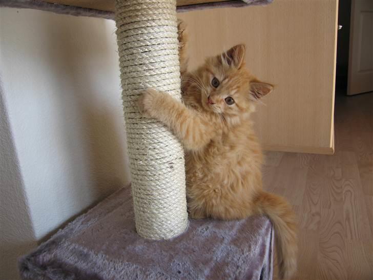 Blanding af racer Samson død *R.I.P* :´( - Velkommen til Samson *R.I.P* profil
Han levede fra den 1/6 2006 - 24/3 2007 :( billede 1