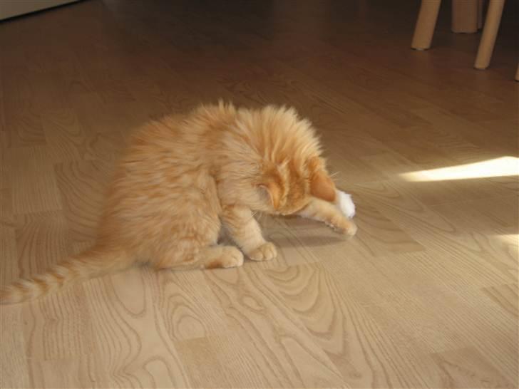 Blanding af racer Samson død *R.I.P* :´( - Cutie misser (: billede 12