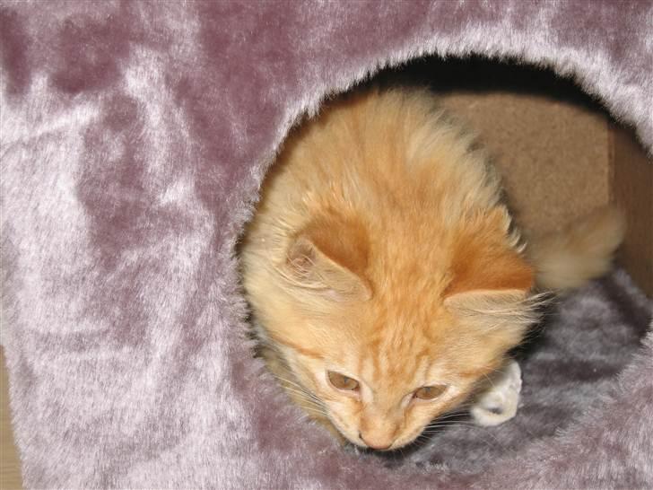 Blanding af racer Samson død *R.I.P* :´( - Inde i kradsetræet for første gang (: billede 13