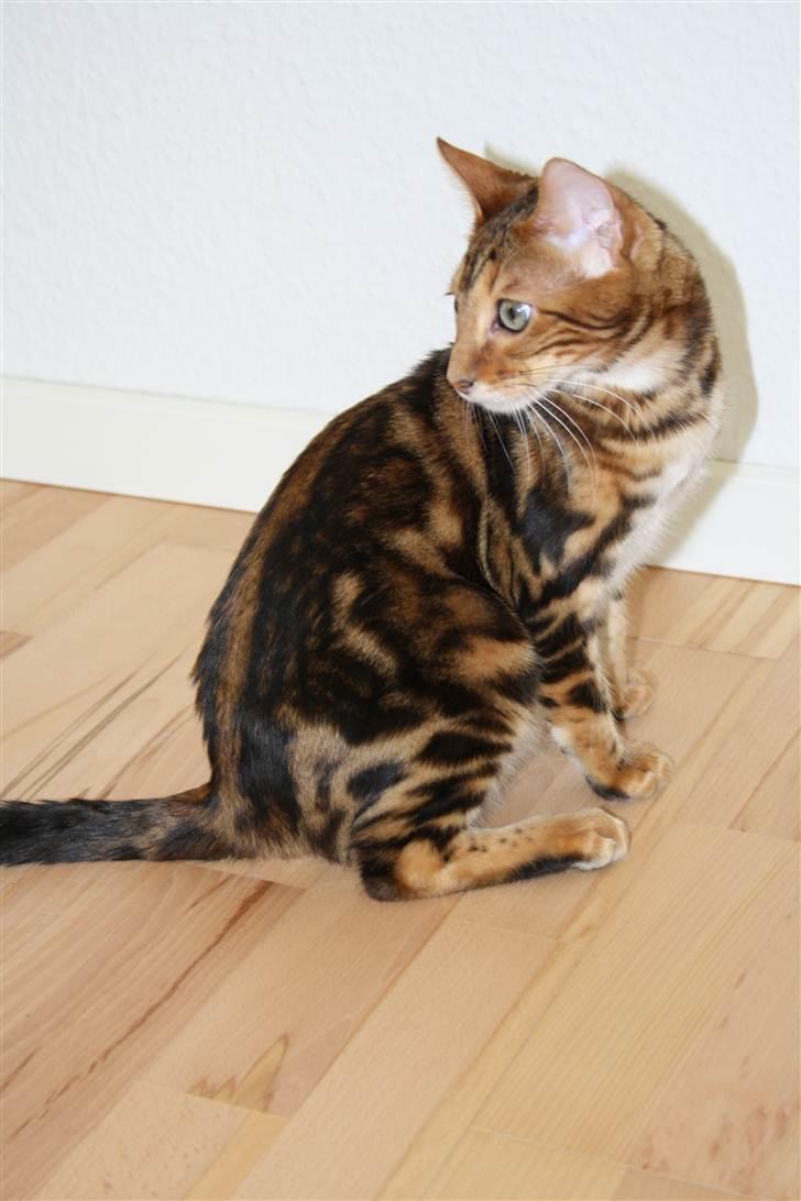 Bengal Nando - Min smukke dreng ! billede 16