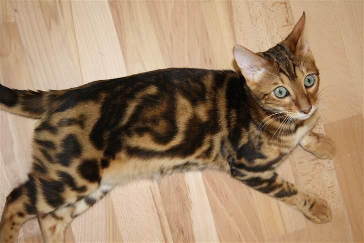 Bengal Nando - Her kan man se Nandos hjerte på siden :-) billede 17