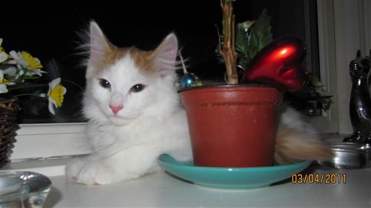 Blanding af racer Prince  billede 1