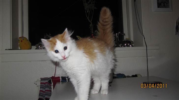 Blanding af racer Prince  billede 2