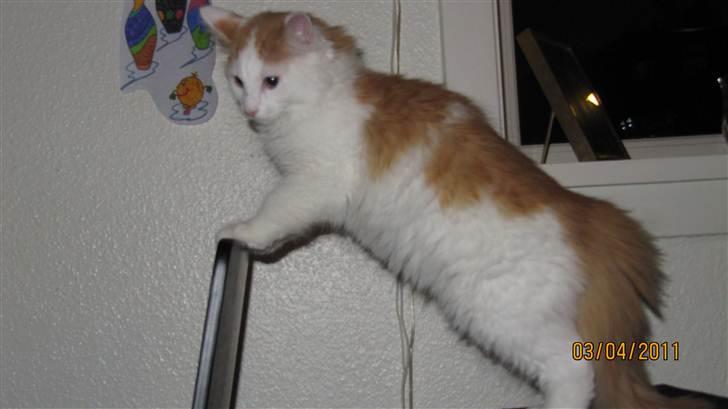 Blanding af racer Prince  billede 3