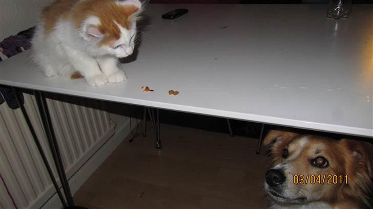 Blanding af racer Prince  billede 4