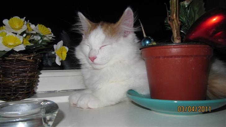 Blanding af racer Prince  billede 5