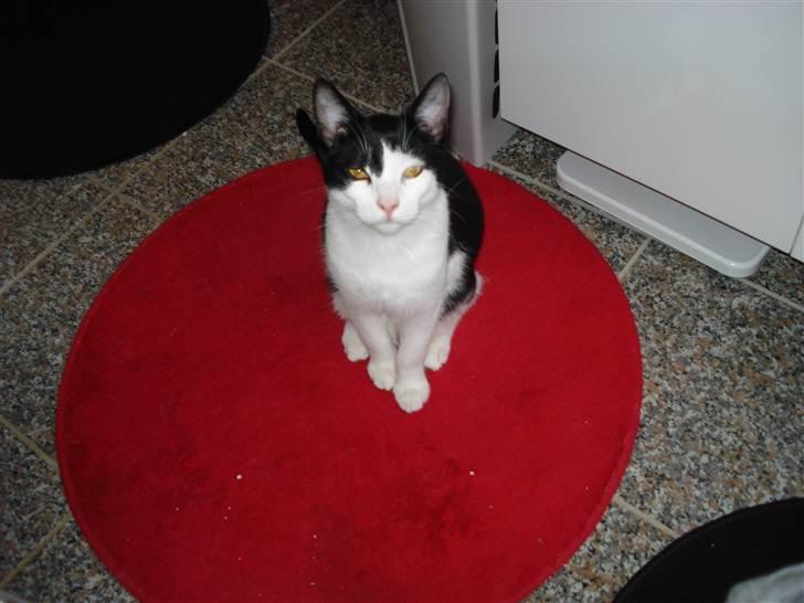 Blanding af racer Jack <3 billede 2