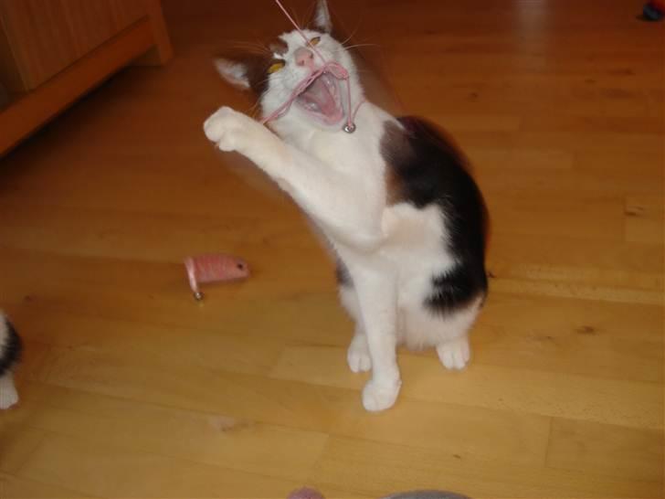 Blanding af racer Jack <3 billede 3