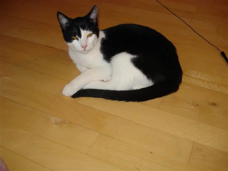 Blanding af racer Jack <3 billede 4