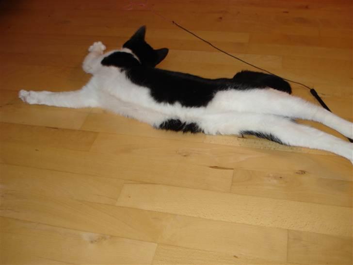 Blanding af racer Jack <3 billede 5