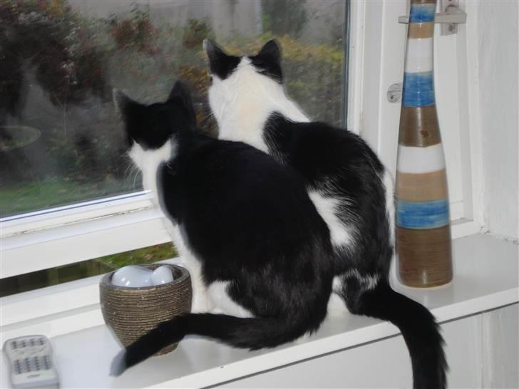 Blanding af racer Jack <3 billede 6