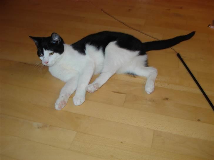 Blanding af racer Jack <3 billede 7