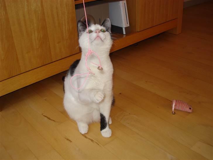 Huskat Mikki  billede 9