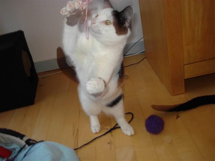 Huskat Mikki  billede 10