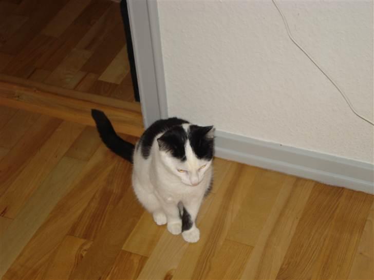 Huskat Mikki  billede 11