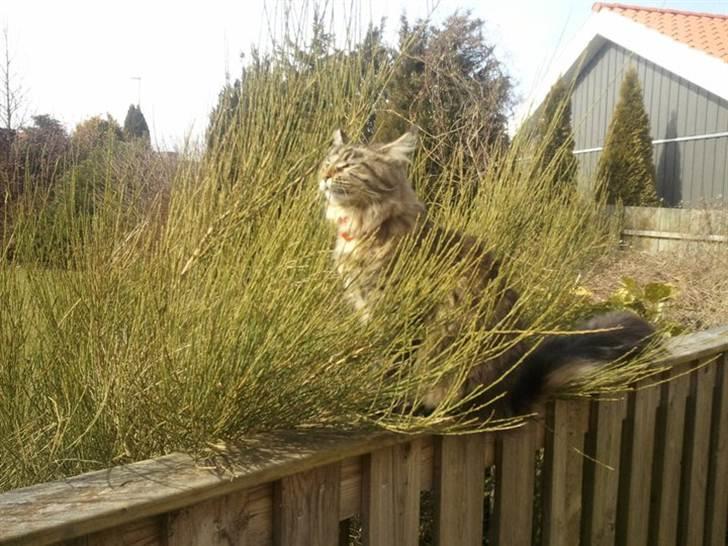 Maine Coon Marco billede 7