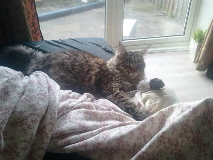 Maine Coon Marco billede 8