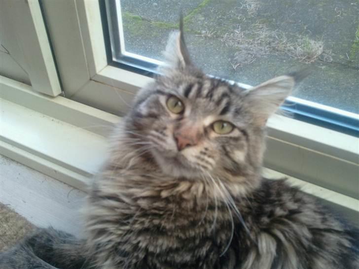 Maine Coon Marco billede 9