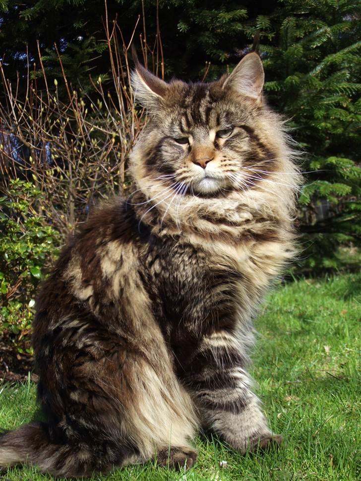 Maine Coon Kansas billede 9